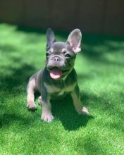 Amazing French Bulldog Puppies Call or send text 424-240-5170 Image eClassifieds4u 4
