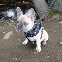 Amazing French Bulldog Puppies Call or send text 424-240-5170 Image eClassifieds4u 2