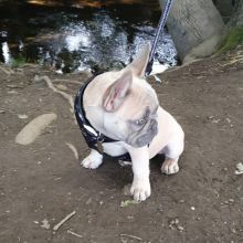 Amazing French Bulldog Puppies Call or send text 424-240-5170 Image eClassifieds4u 3