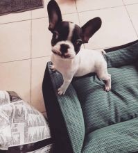 Beautiful French Bulldog Puppies For Adoption Call or send text 424-240-5170 Image eClassifieds4u 1