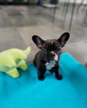 CKC French Bulldog Puppies Available Call or send text 424-240-5170 Image eClassifieds4u 3