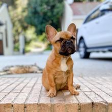 Cute and Adorable French Bulldog puppies for Sale send text 424-240-5170 Image eClassifieds4u 2