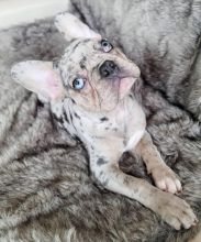 Doll-face French Bulldog puppies Call or send text 424-240-5170 Image eClassifieds4u 1