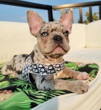 Doll-face French Bulldog puppies Call or send text 424-240-5170 Image eClassifieds4u 2