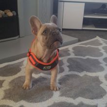 Excellent French bulldog puppies send text 424-240-5170 Image eClassifieds4u 2