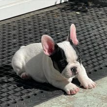 French Bulldog Puppies Call or send text 424-240-5170 Image eClassifieds4u 3