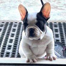 French Bulldog Puppies Call or send text 424-240-5170 Image eClassifieds4u 2