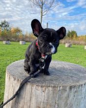 Healthy French Bulldog Puppies Available Call or send text 424-240-5170 Image eClassifieds4u 2