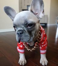 Lovely French Bulldog Puppies Call or send text 424-240-5170 Image eClassifieds4u 2