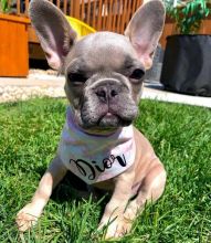 Lovely French Bulldog Puppies Call or send text 424-240-5170 Image eClassifieds4u 3