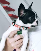 Lovely French bulldog puppies seeking a new home Call or send text 424-240-5170 Image eClassifieds4u 2