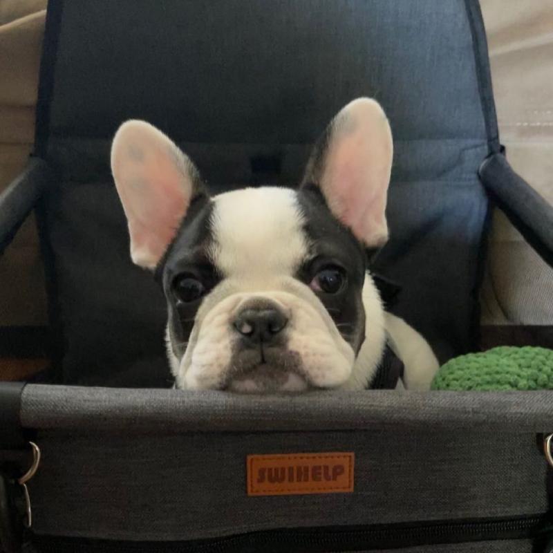 Quality French Bulldog puppies available Call or send text 424-240-5170 Image eClassifieds4u