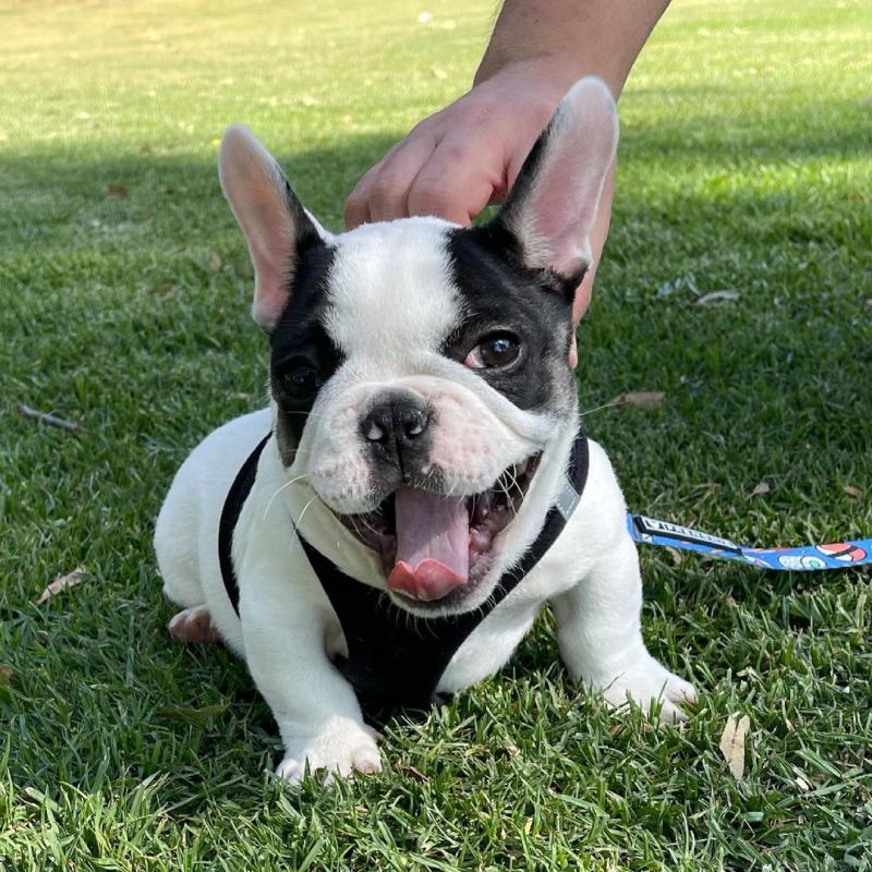Quality French Bulldog puppies available Call or send text 424-240-5170 Image eClassifieds4u