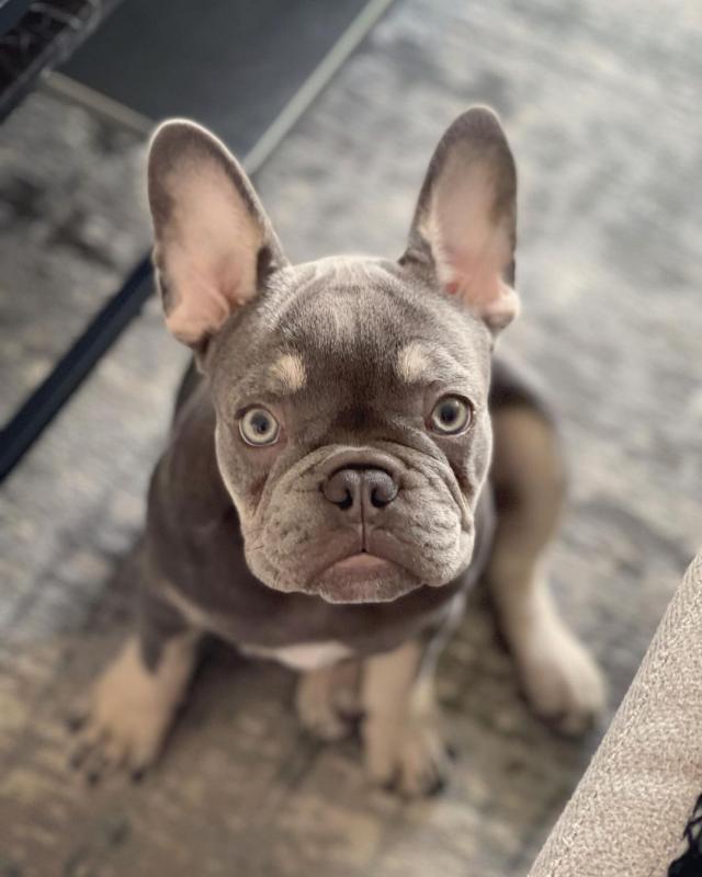 Top Quality French Bulldog Puppies Call or send text 424-240-5170 Image eClassifieds4u