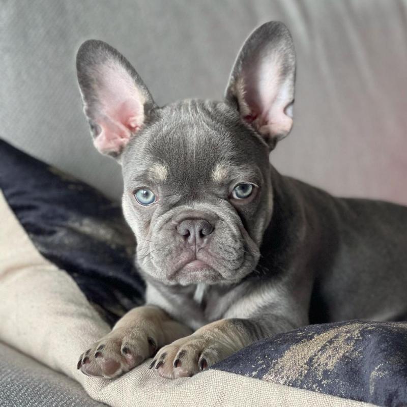 Top Quality French Bulldog Puppies Call or send text 424-240-5170 Image eClassifieds4u