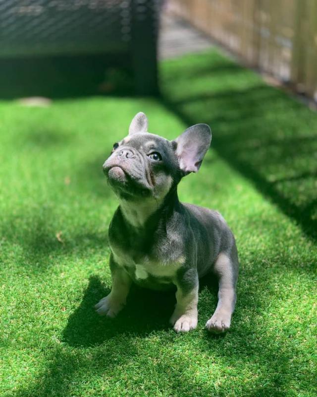 Well Trained French Bulldog Puppies send text 424-240-5170 Image eClassifieds4u