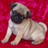 Adorable Pug puppies available