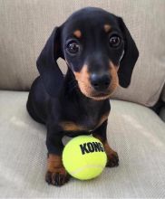 Dachshund Puppies Ready For Adoption