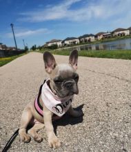 French Bulldog Puppies Available call or text 424-240-5170