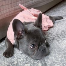 French BULLDOG Puppies Ready For Adoption
