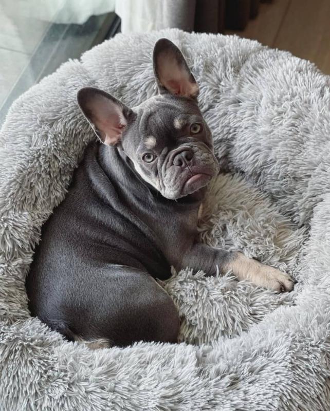 Clever French Bulldog Puppies for Sale call or text 424-240-5170 Image eClassifieds4u