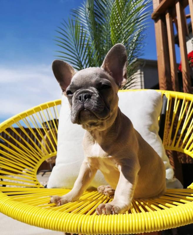French Bulldog Puppies Available call or text 424-240-5170 Image eClassifieds4u