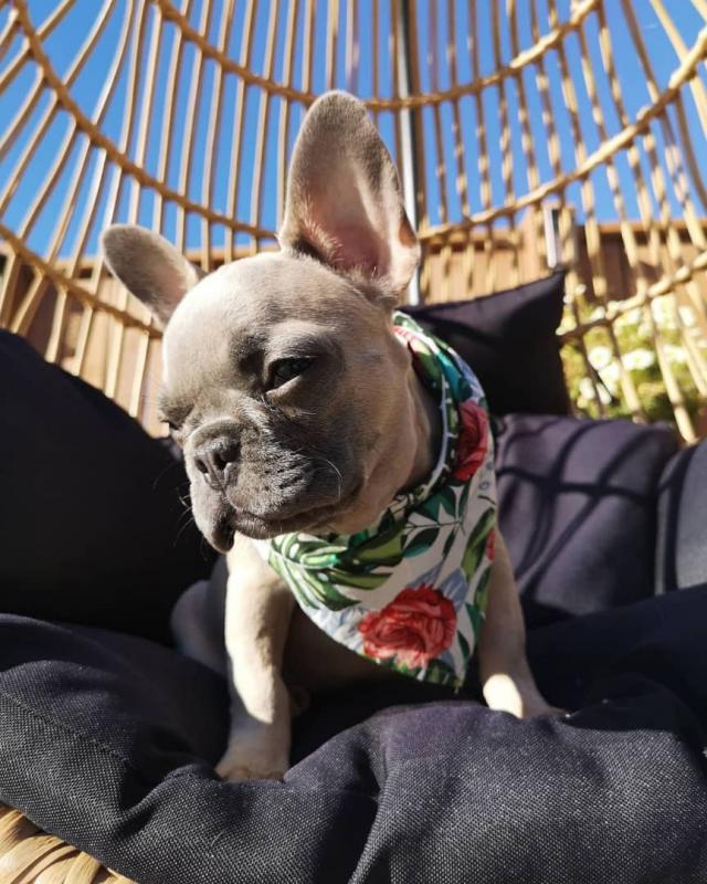 French Bulldog Puppies Available call or text 424-240-5170 Image eClassifieds4u