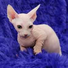 Beautiful Sphynx kittens Image eClassifieds4u 2