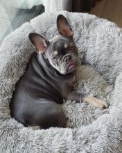 Clever French Bulldog Puppies for Sale call or text 424-240-5170 Image eClassifieds4u 3