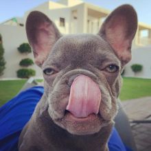 Homeraised Male and Female French Bulldog Puppies call or text 424-240-5170 Image eClassifieds4u 2