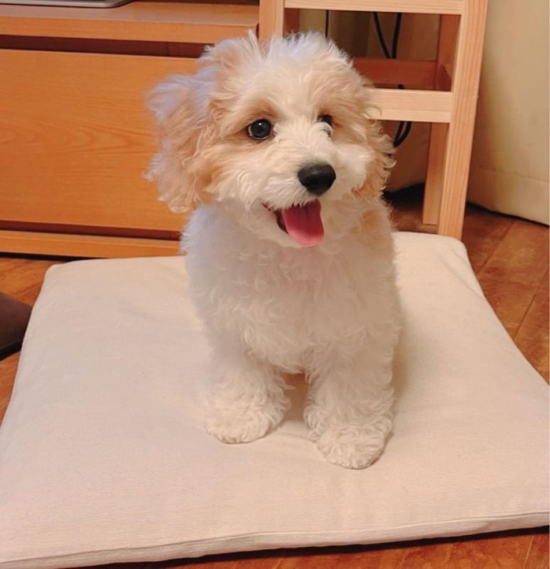 🐕💕 LOVELY 💗 MALE AND FEMALE 🟥🍁🟥 CAVACHON PUPPIES AVAILABLE 💗🍀🍀 Image eClassifieds4u