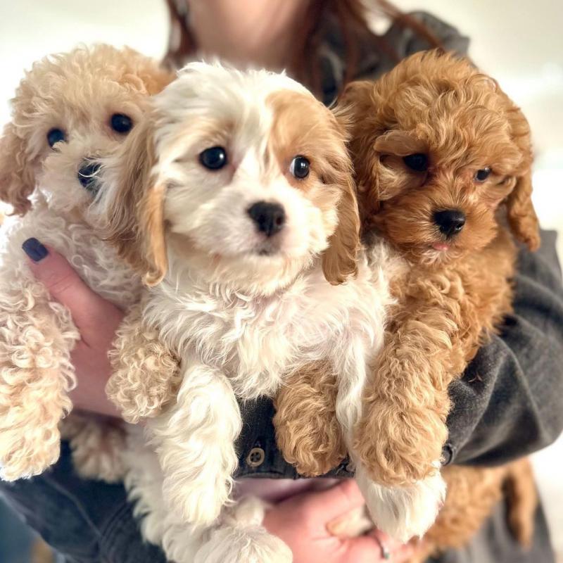 🐕💕 LOVELY 💗 MALE AND FEMALE 🟥🍁🟥 CAVACHON PUPPIES AVAILABLE 💗🍀🍀 Image eClassifieds4u