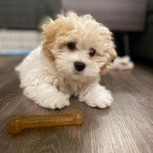 🐕💕 LOVELY 💗 MALE AND FEMALE 🟥🍁🟥 CAVACHON PUPPIES AVAILABLE 💗🍀🍀