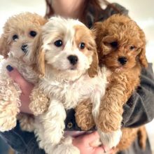🐕💕 LOVELY 💗 MALE AND FEMALE 🟥🍁🟥 CAVACHON PUPPIES AVAILABLE 💗🍀🍀