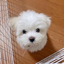Beautiful 11 week old teacup Maltese puppies for adoption