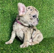 Gorgeous CKC registered French bulldog puppies now ready for adoption