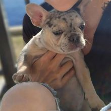 Gorgeous French Bulldog puppies with adorable personalities.