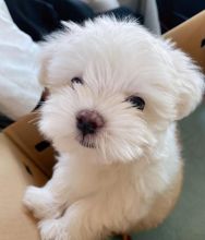 Super Playful Teacup Maltese puppies for adoption
