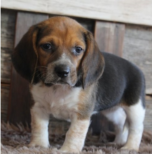 Adorable lovely Male and Female Beagle Puppies for adoption Image eClassifieds4u