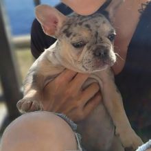 Gorgeous French Bulldog puppies with adorable personalities. Image eClassifieds4U