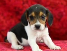 Amazing CKC Registered Beagle puppies ready for adoption