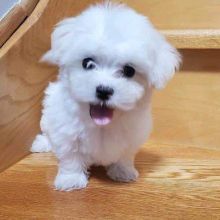 Cute snow white Teacup Maltese puppies ready for adoption.