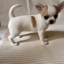 Family Trained Teacup Chihuahua puppies (male and female) available.