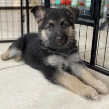 German Shepard Puppies Ready For Adoption