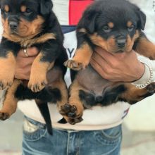 Healthy Male and Female Rottweiler puppies looking for a good home