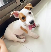 Jack Russell Puppies Ready For Adoption
