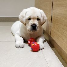 Labrador Puppies Ready For Adoption