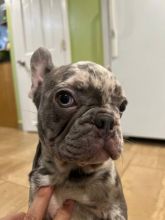 Very Playful French Bulldog Puppies For Adoption
