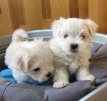 We have two lovely Teacup Maltese puppies for adoption.