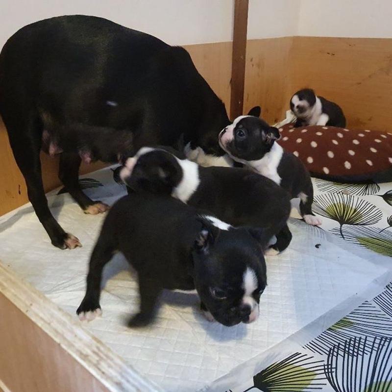 Boston Terrier Puppies Ready For Adoption Image eClassifieds4u